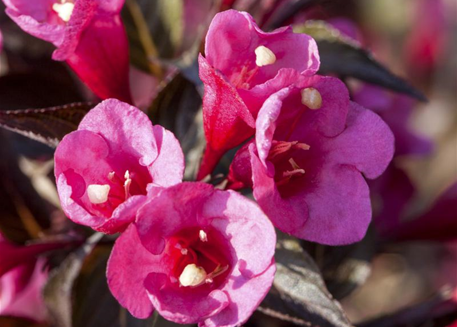 Weigela florida Victoria