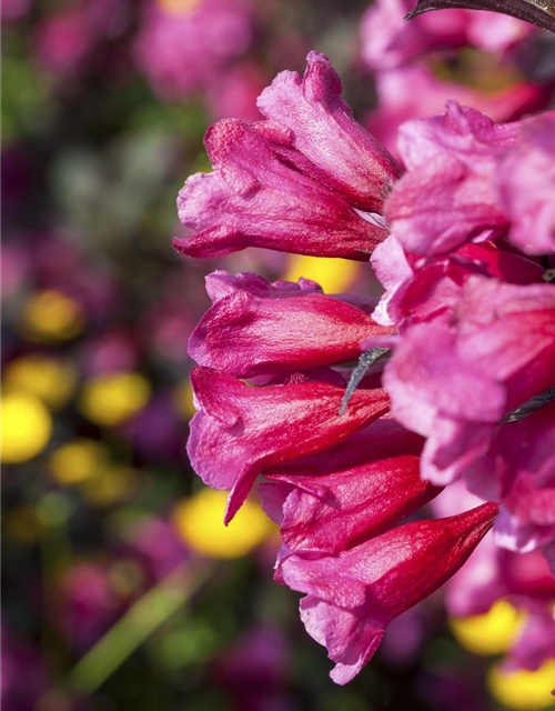 Weigela florida Victoria