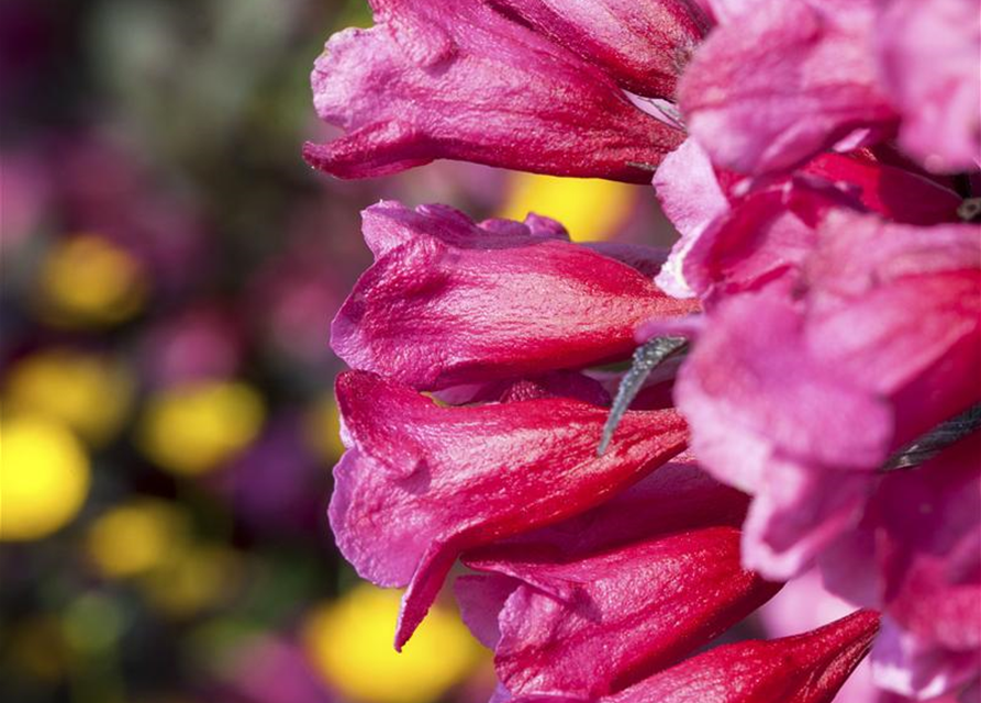 Weigela florida Victoria