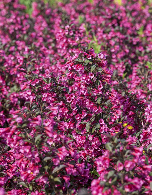 Weigela florida Victoria