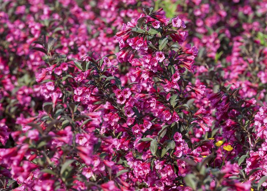 Weigela florida Victoria