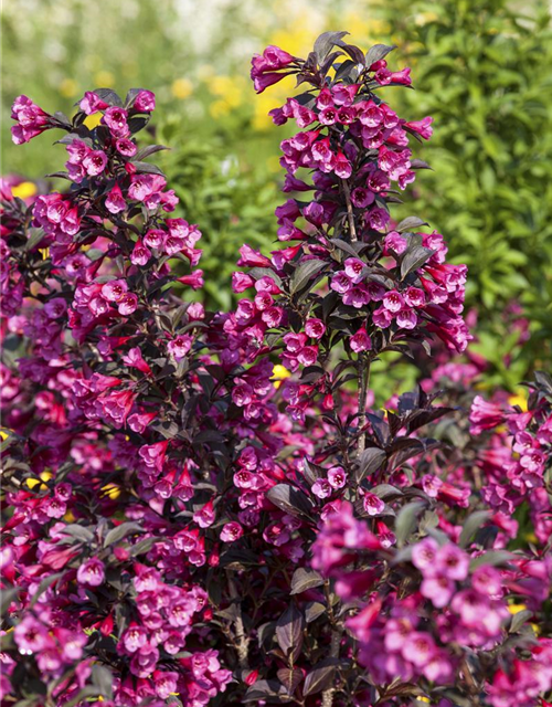 Weigela florida Victoria