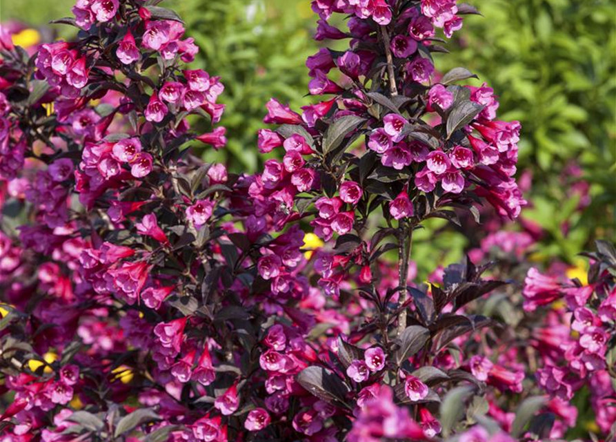 Weigela florida Victoria