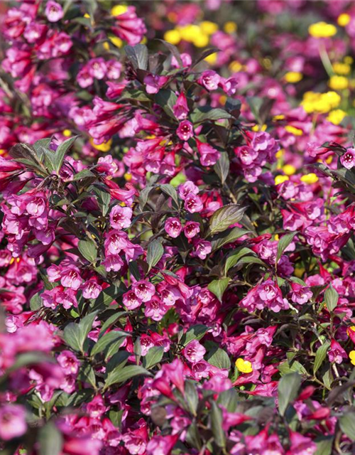 Weigela florida Victoria