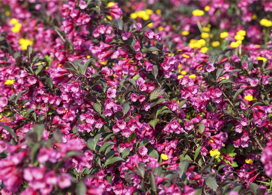 Weigela florida Victoria