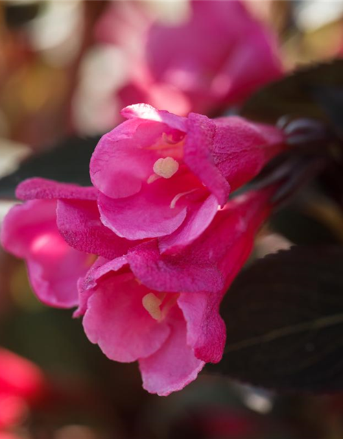 Weigela florida Victoria