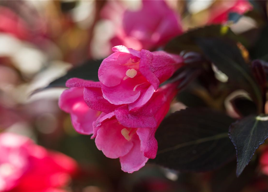 Weigela florida Victoria