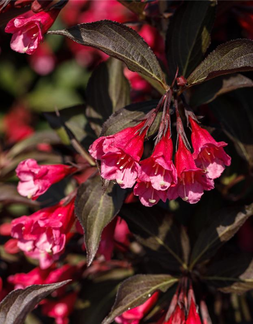 Weigela florida Victoria