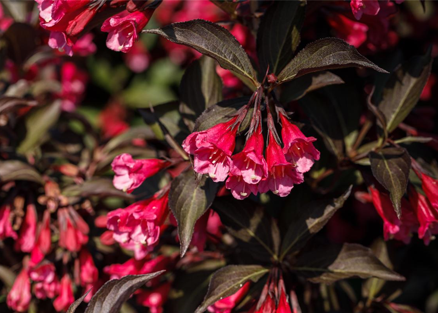 Weigela florida Victoria