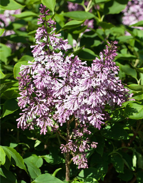 Syringa patula Miss Kim