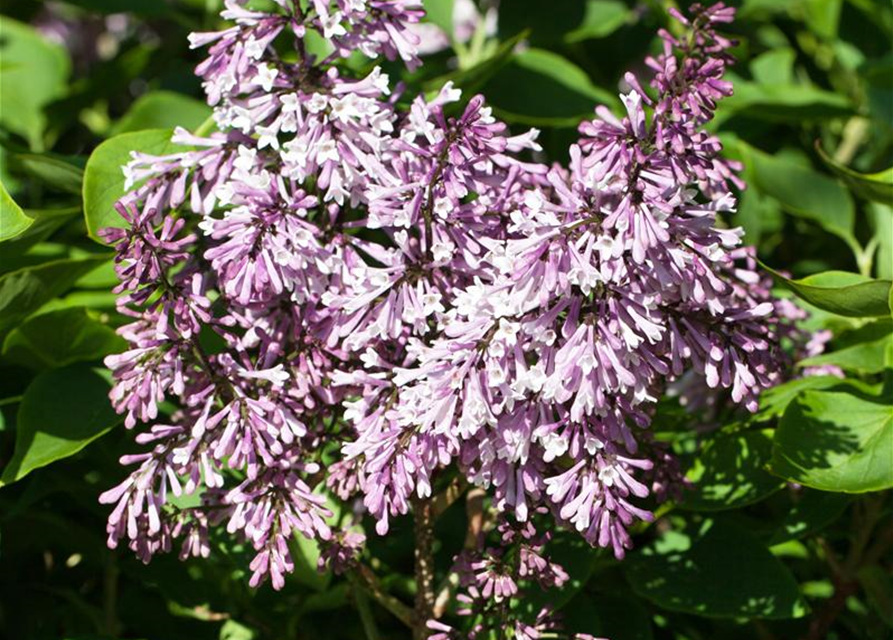 Syringa patula Miss Kim