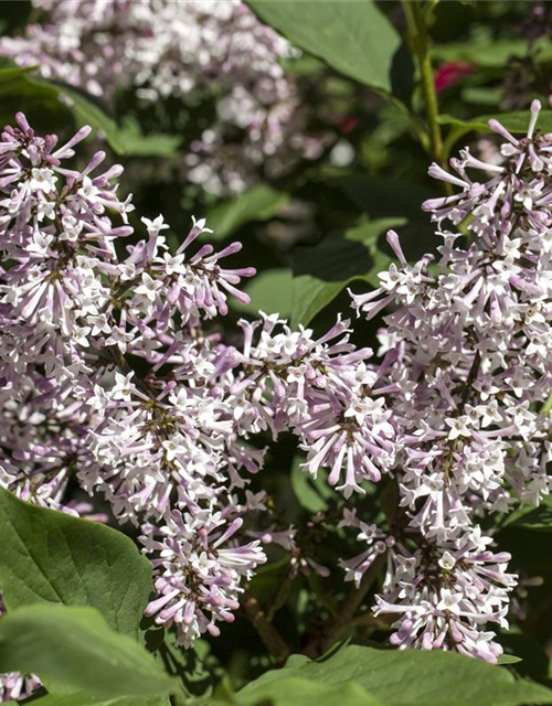 Syringa patula Miss Kim