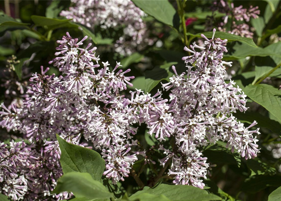 Syringa patula Miss Kim