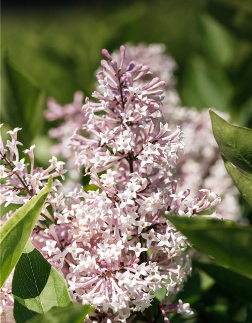 Syringa patula Miss Kim