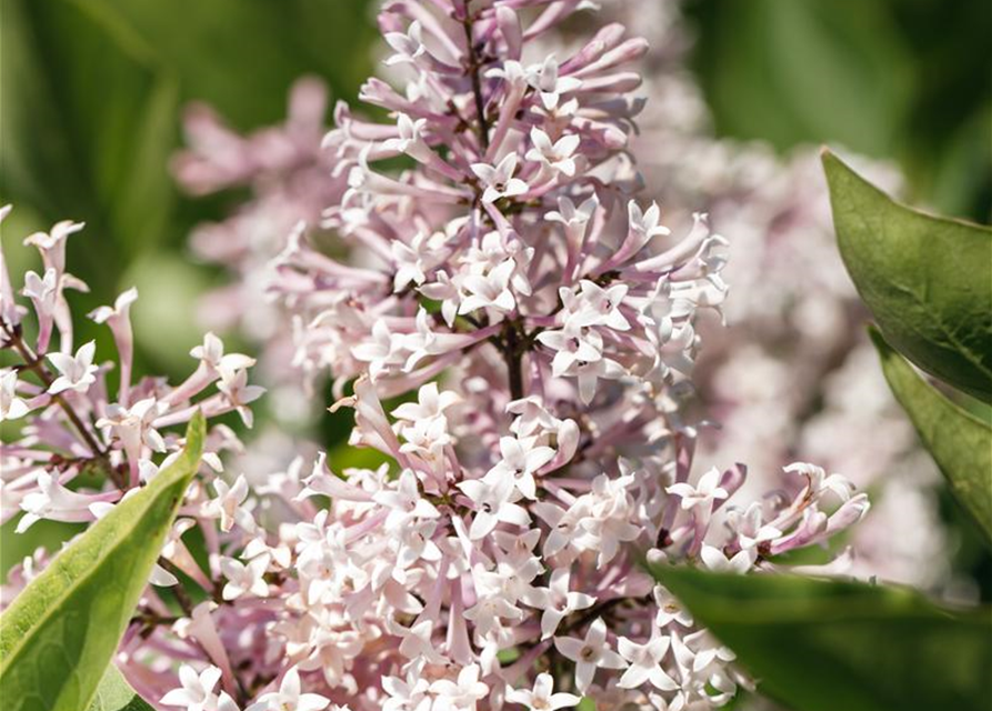 Syringa patula Miss Kim