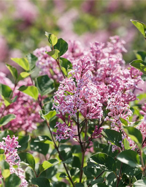 Syringa patula Miss Kim