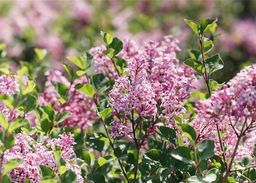 Syringa patula Miss Kim