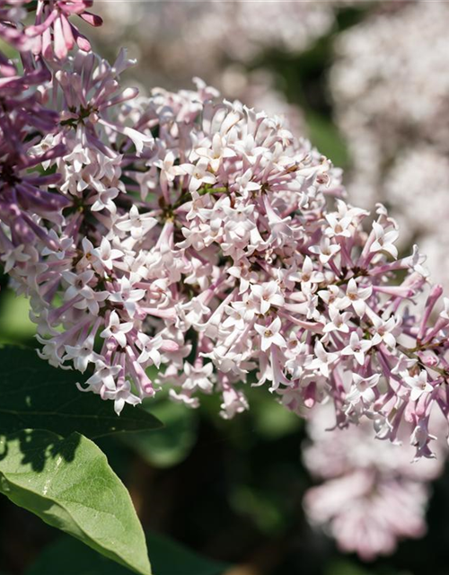 Syringa patula Miss Kim