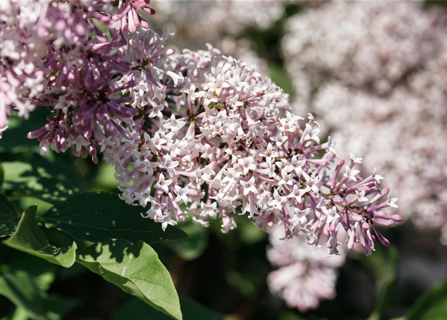 Syringa patula Miss Kim