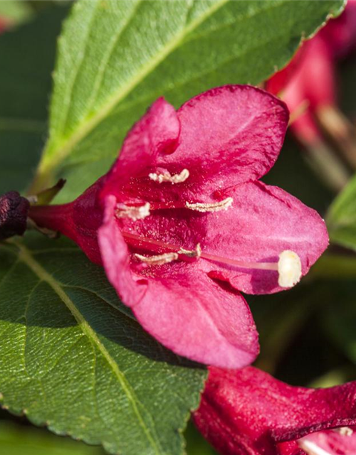 Weigela Minuet