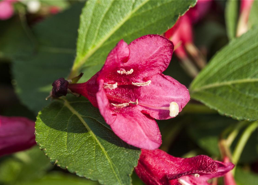 Weigela Minuet