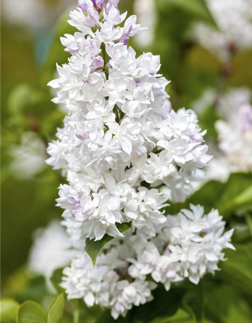 Syringa vulgaris Mme Lemoine