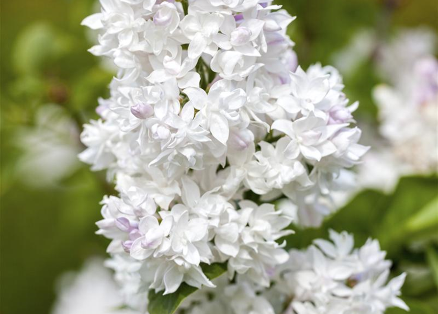 Syringa vulgaris Mme Lemoine