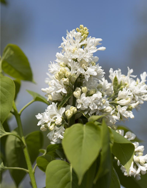 Syringa vulgaris Mme Lemoine