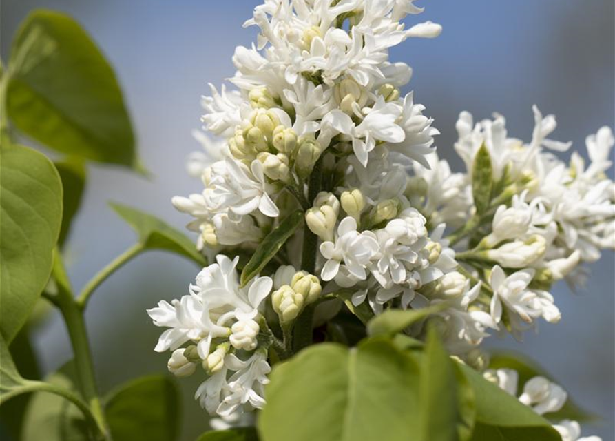 Syringa vulgaris Mme Lemoine