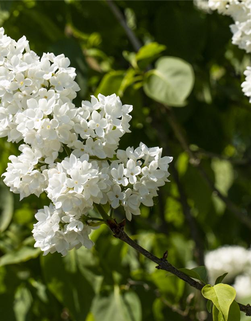 Syringa vulgaris Mme Lemoine