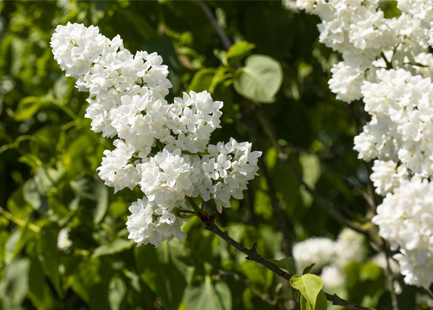 Syringa vulgaris Mme Lemoine