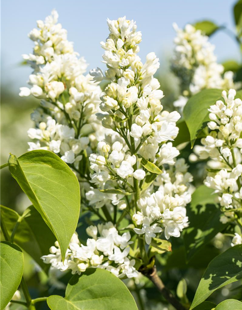 Syringa vulgaris Mme Lemoine