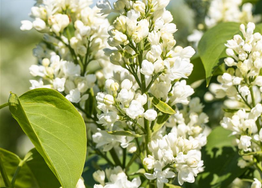 Syringa vulgaris Mme Lemoine