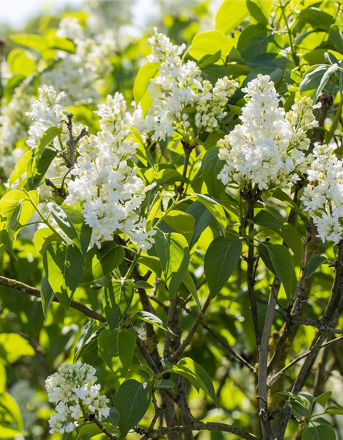 Syringa vulgaris Mme Lemoine