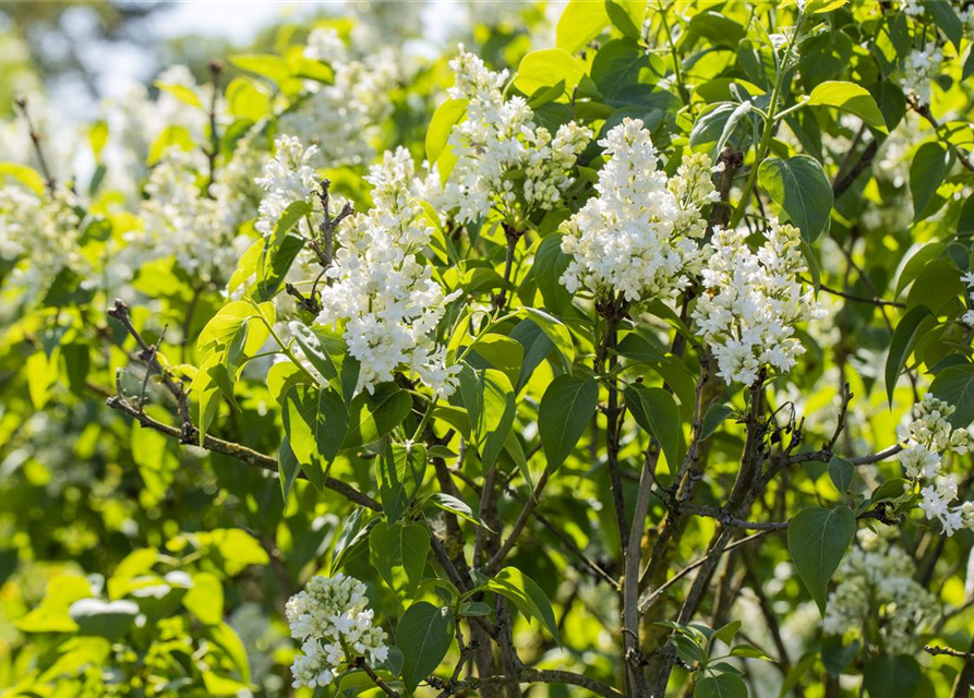 Syringa vulgaris Mme Lemoine