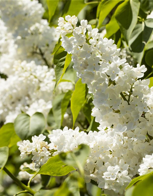 Syringa vulgaris Mme Lemoine