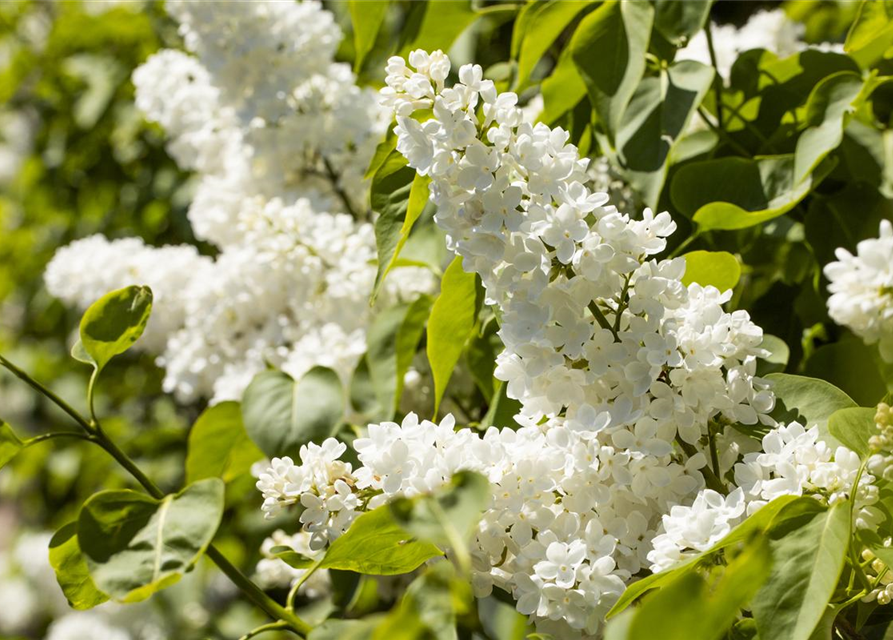 Syringa vulgaris Mme Lemoine