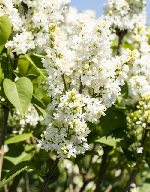 Syringa vulgaris Mme Lemoine