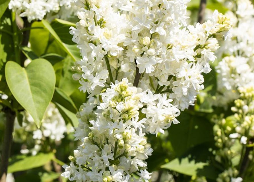 Syringa vulgaris Mme Lemoine