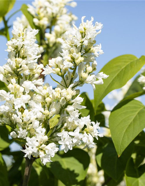 Syringa vulgaris Mme Lemoine