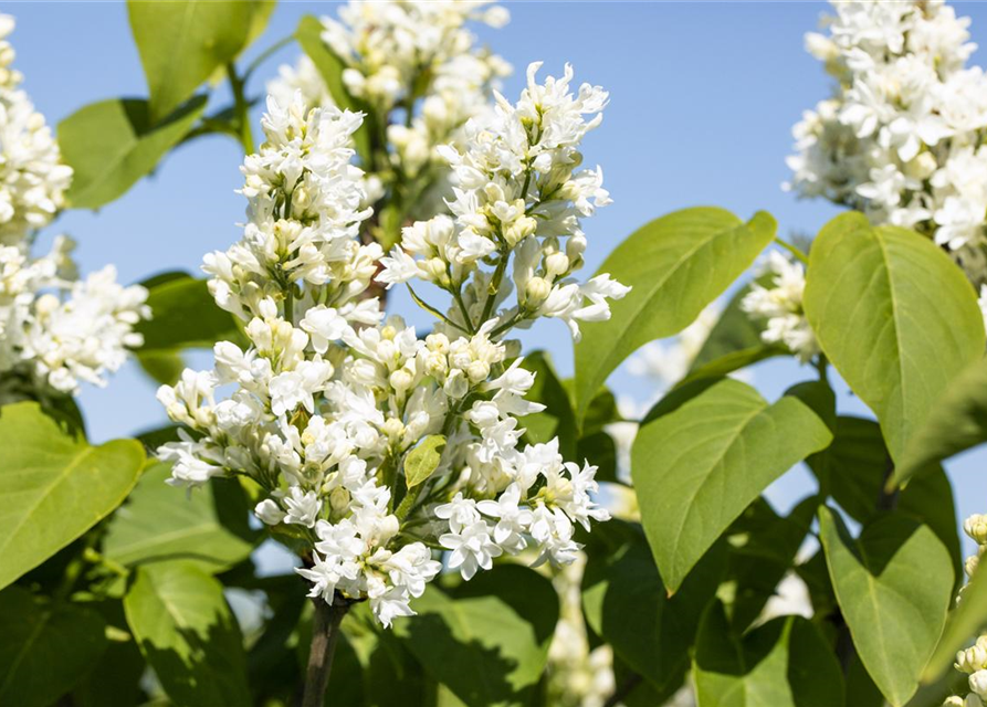 Syringa vulgaris Mme Lemoine