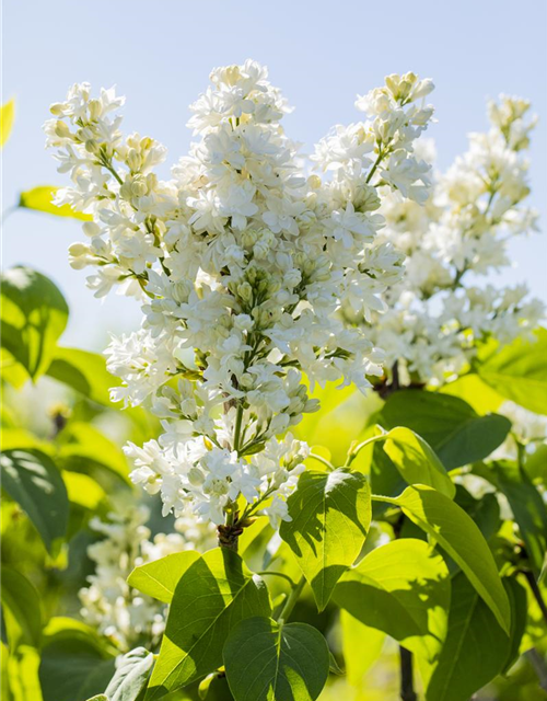 Syringa vulgaris Mme Lemoine