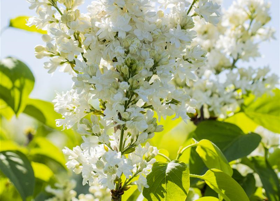 Syringa vulgaris Mme Lemoine