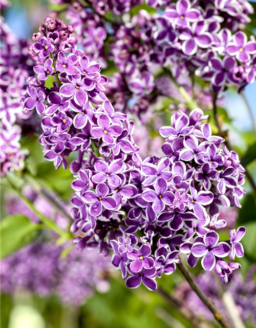 Syringa vulgaris Sensation