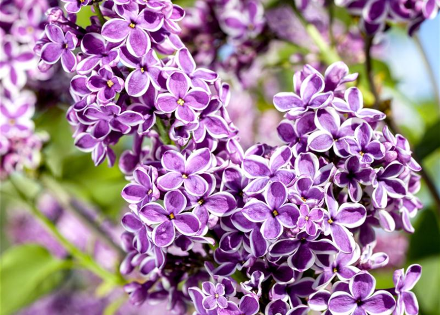 Syringa vulgaris Sensation