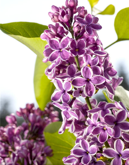 Syringa vulgaris Sensation