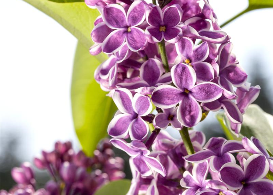 Syringa vulgaris Sensation