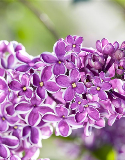 Syringa vulgaris Sensation