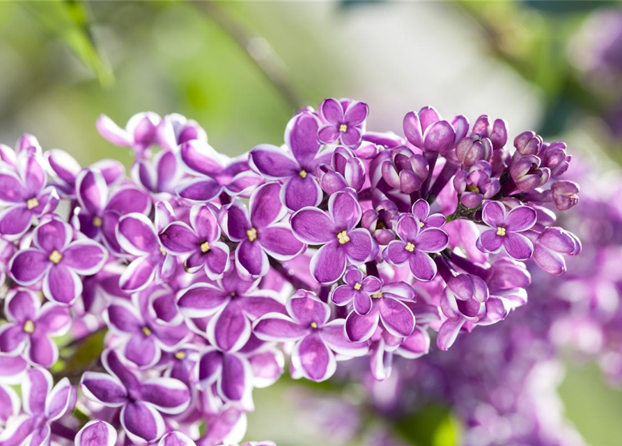 Syringa vulgaris Sensation