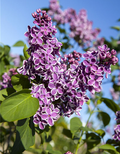 Syringa vulgaris Sensation